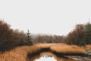 Moorlandschaft