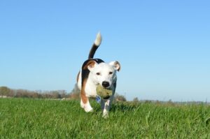 Hund mit Ball im Maul