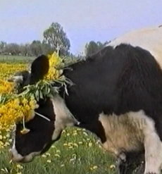 Frisch gezapft, ist Milch ein Stück Lebenskraft