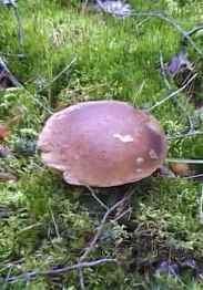 Über 400 essbare Pilzarten wachsen in den Litauischen Wäldern